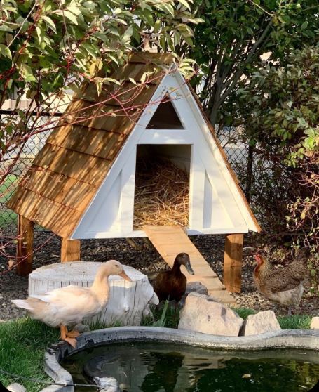 Duck House Ideas