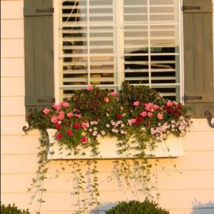 Flower Ideas For Window Boxes