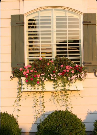 Flower Ideas For Window Boxes