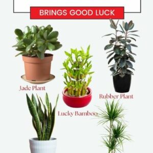 Plants That Bring Money And Good Luck